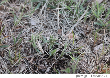 生き物　昆虫　ツトガ、枯れた芝の溶け込む淡褐色。足元から飛び出す小さなガです 130503574