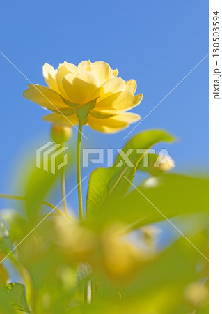 家の周りの草花 四季の色々 家の垣根に黄色の美しく清楚なモッコウバラの花が咲きました 家の周りの草花 四季の色々 家の垣根に黄色の美しく清楚なモッコウバラの花が咲きました 130503594