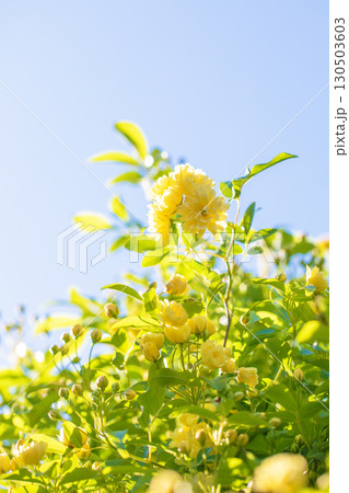家の周りの草花 四季の色々 家の垣根に黄色の美しく清楚なモッコウバラの花が咲きました 家の周りの草花 四季の色々 家の垣根に黄色の美しく清楚なモッコウバラの花が咲きました 130503603