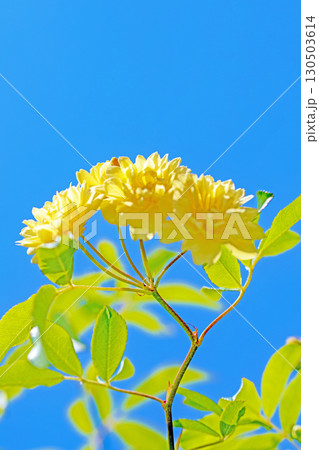 家の周りの草花　四季の色々　家の垣根に黄色の美しく清楚なモッコウバラの花が咲きました 130503614