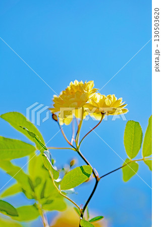 家の周りの草花 四季の色々 家の垣根に黄色の美しく清楚なモッコウバラの花が咲きました 家の周りの草花 四季の色々 家の垣根に黄色の美しく清楚なモッコウバラの花が咲きました 130503620
