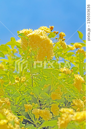 家の周りの草花 四季の色々 家の垣根に黄色の美しく清楚なモッコウバラの花が咲きました 家の周りの草花 四季の色々 家の垣根に黄色の美しく清楚なモッコウバラの花が咲きました 130503636
