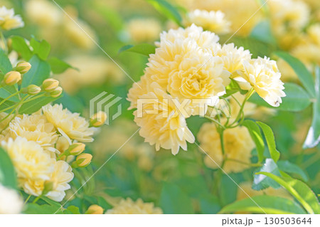 家の周りの草花 四季の色々 家の垣根に黄色の美しく清楚なモッコウバラの花が咲きました 家の周りの草花 四季の色々 家の垣根に黄色の美しく清楚なモッコウバラの花が咲きました 130503644