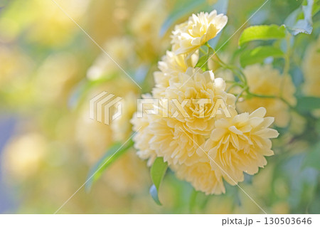 家の周りの草花　四季の色々　家の垣根に黄色の美しく清楚なモッコウバラの花が咲きました 130503646