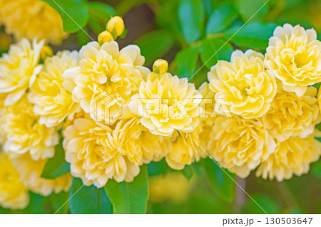 家の周りの草花 四季の色々 家の垣根に黄色の美しく清楚なモッコウバラの花が咲きました 家の周りの草花 四季の色々 家の垣根に黄色の美しく清楚なモッコウバラの花が咲きました 130503647