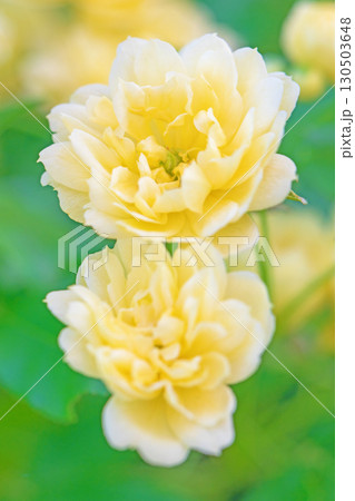 家の周りの草花　四季の色々　家の垣根に黄色の美しく清楚なモッコウバラの花が咲きました 130503648