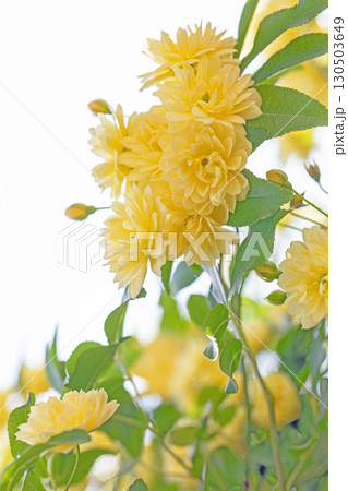 家の周りの草花　四季の色々　家の垣根に黄色の美しく清楚なモッコウバラの花が咲きました 130503649