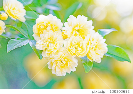 家の周りの草花　四季の色々　家の垣根に黄色の美しく清楚なモッコウバラの花が咲きました 130503652