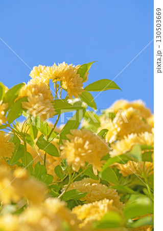 家の周りの草花 四季の色々 家の垣根に黄色の美しく清楚なモッコウバラの花が咲きました 家の周りの草花 四季の色々 家の垣根に黄色の美しく清楚なモッコウバラの花が咲きました 130503669