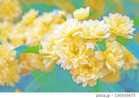 家の周りの草花 四季の色々 家の垣根に黄色の美しく清楚なモッコウバラの花が咲きました 家の周りの草花 四季の色々 家の垣根に黄色の美しく清楚なモッコウバラの花が咲きました 130503675