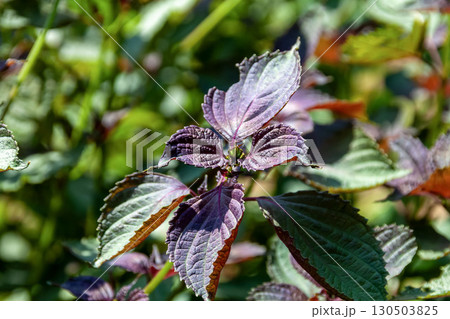 薬味やつまに使われシソ【シソ科シソ属】 130503825