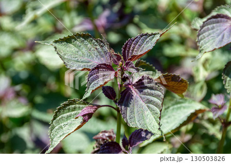 薬味やつまに使われシソ【シソ科シソ属】 130503826