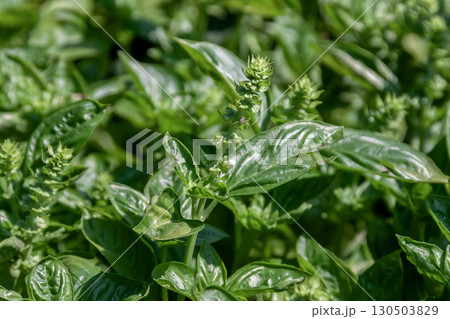 ハーブの王様と呼ばれるバジルは熱帯アジア原産 130503829