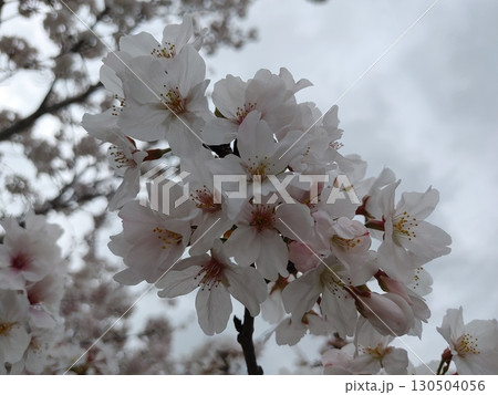 桜 桜 130504056
