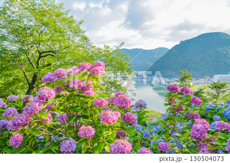【静岡県】下田市、下田公園のアジサイと街並み 130504073