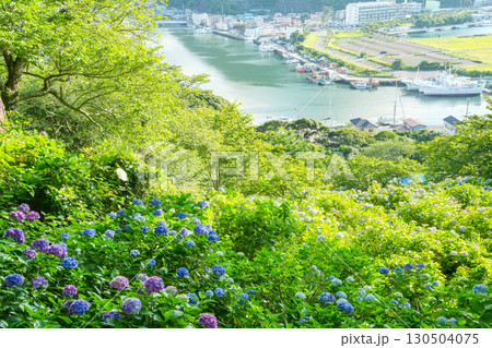 【静岡県】下田市、下田公園のアジサイと街並み 130504075
