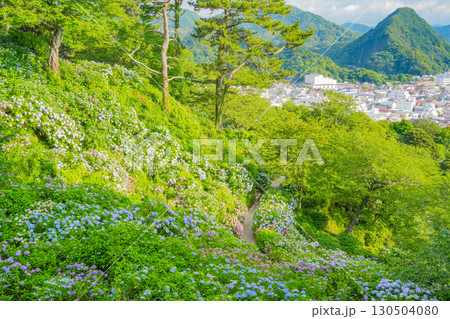 【静岡県】下田市、下田公園のアジサイと街並み 130504080