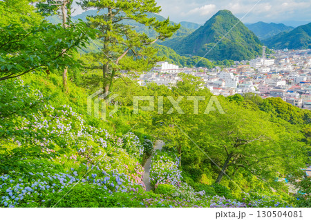 【静岡県】下田市、下田公園のアジサイと街並み 【静岡県】下田市、下田公園のアジサイと街並み 130504081