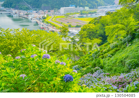 【静岡県】下田市、下田公園のアジサイと街並み 【静岡県】下田市、下田公園のアジサイと街並み 130504085