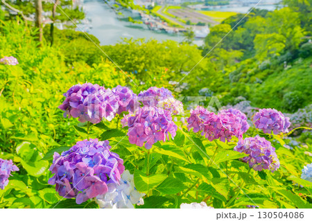 【静岡県】下田市、下田公園のアジサイと街並み 【静岡県】下田市、下田公園のアジサイと街並み 130504086