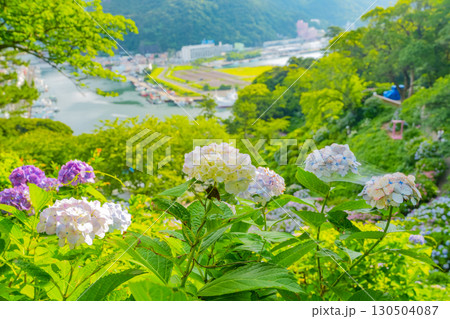 【静岡県】下田市、下田公園のアジサイと街並み 130504087