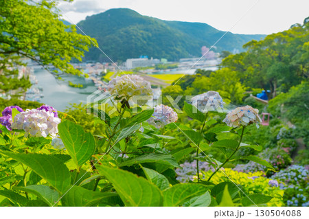 【静岡県】下田市、下田公園のアジサイと街並み 130504088