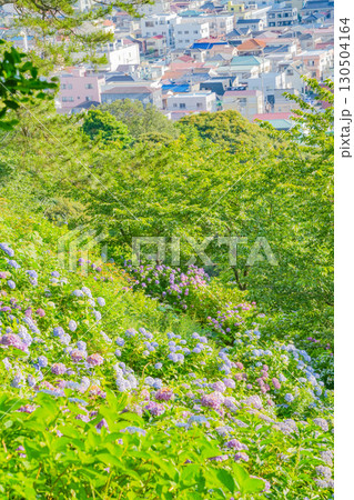 【静岡県】下田市、下田公園のアジサイ 130504164