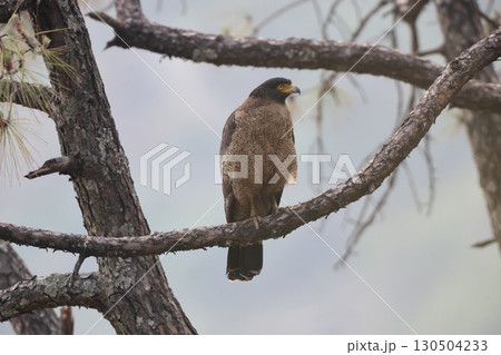 カンムリワシ カンムリワシ 130504233