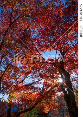 鎌倉の紅葉に包まれる秋の日差し 130504275