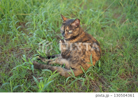 広場で遊ぶさび猫 広場で遊ぶさび猫 130504361
