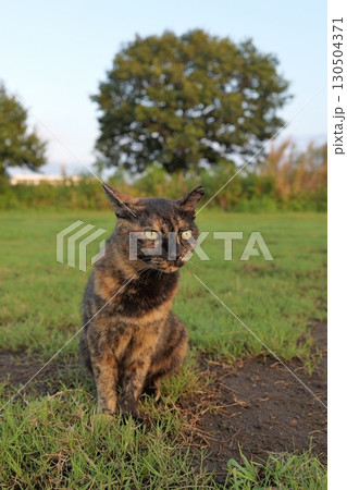 広場で遊ぶさび猫 130504371