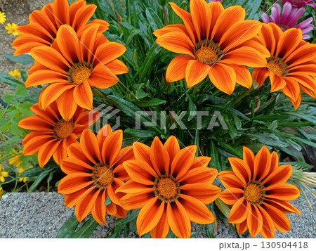 オレンジの花壇の花 130504418