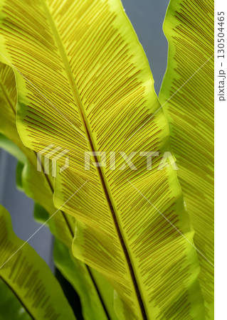 造形が面白いオオタニワタリは別名タニワタリ【チャセンシダ科】 130504465