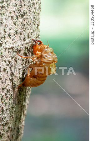 木肌にしがみつく空蝉・せみの抜け殻【アブラゼミ】 木肌にしがみつく空蝉・せみの抜け殻【アブラゼミ】 130504469