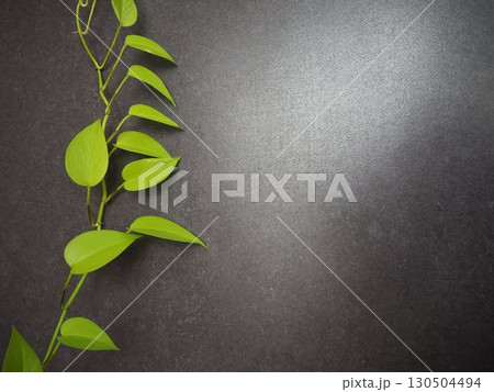 観葉植物 130504494