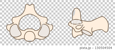 Anatomy of the second cervical vertebra (axis): top and lateral views 130504504