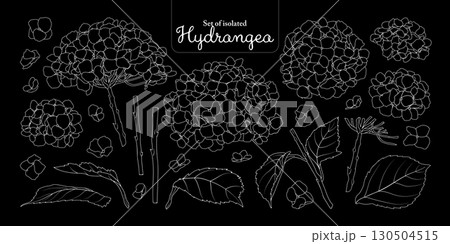Hydrangea flower set isolated on black background, Botanical illustration in simple white outline, hand-drawn style. 130504515