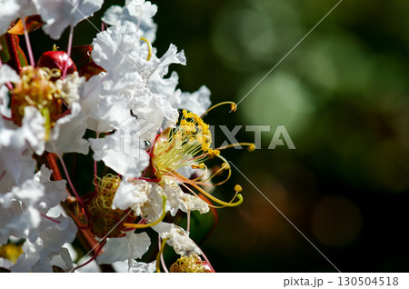 百日紅の花 130504518