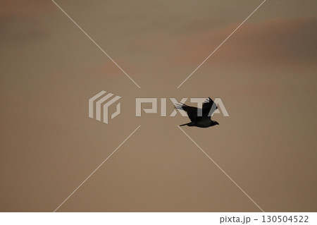 大牟田市　有明海　海苔畑、 130504522