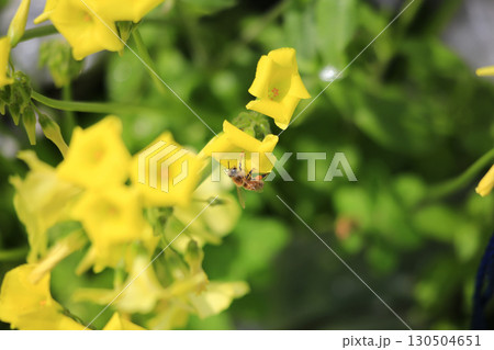 黄色い花と花粉を集めにきたミツバチ 黄色い花と花粉を集めにきたミツバチ 130504651