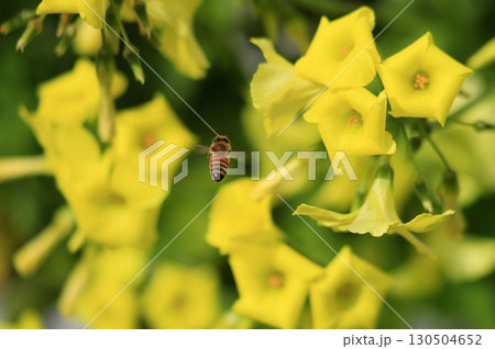 黄色い花に飛んで来たミツバチ 130504652
