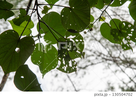 虫食い穴が広がる葉を見上げる 130504702
