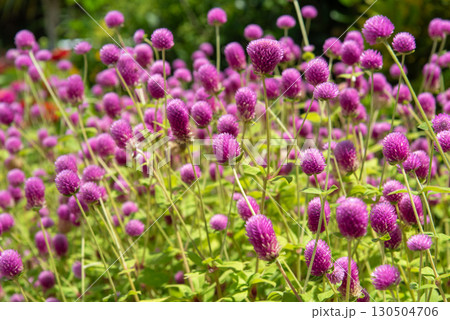 日に照らされた紫色の丸いセンニチコウの葉 130504706