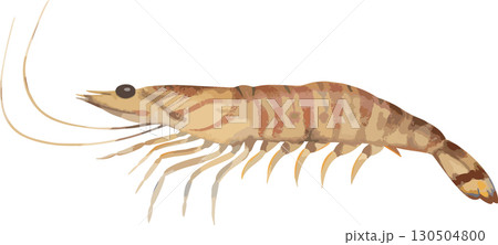 手描きのクルマエビ 130504800