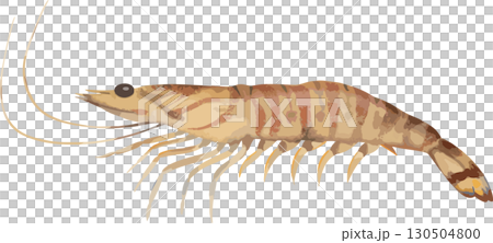 手描きのクルマエビ 130504800