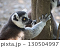 ふりかえるワオキツネザル 130504997