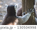 ワオキツネザルの後頭部 130504998
