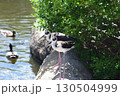 クロエリセイタカシギ 130504999