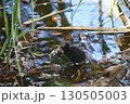 バンの赤ちゃん 130505003