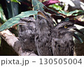 三羽のガマグチヨタカ 130505004